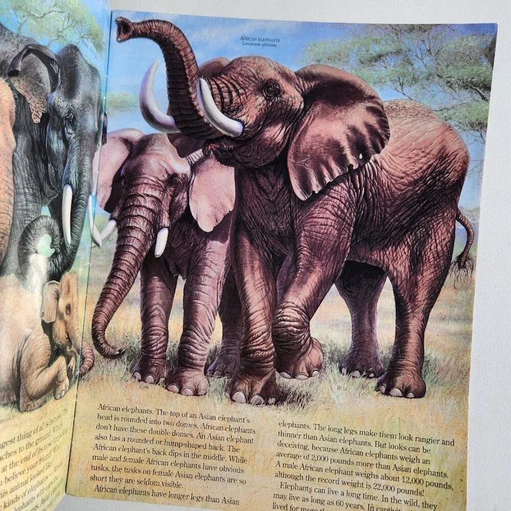 Elephants Zoobooks Kids Magazine Vintage Children's Ranger Rick John Bonnett Wex